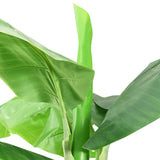 Artificial Banana Tree with Pot 300 cm Green