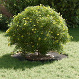 Flat Tree Ring Black Ø30 / 60 cm Steel