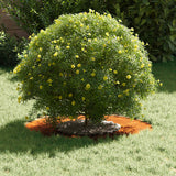 Flat Tree Rings 5 pcs Brown Ø30 / 60 cm Weathering steel