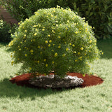 suitable for Flat Tree Rings 5 pcs Brown Ã˜40 / 70 cm