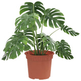 Round Flower Pot 24 pcs Brick Red Ã˜ 12.5 x 10 cm Plastic