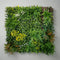 Living Walls