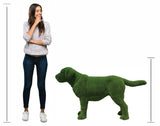 Premium Faux Topiary - Labrador Standing Dog