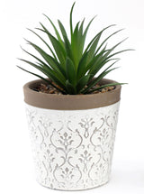 Green Succulent In White Terracotta Pot